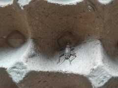 Gryllodes sigillatus