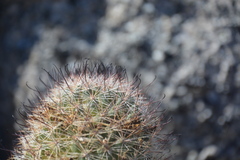 Mammillaria dioica