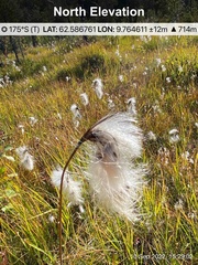 Eriophorum latifolium