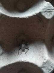 Gryllodes sigillatus