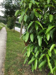 Calophyllum soulattri