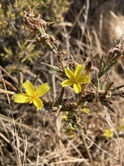 Lactuca viminea