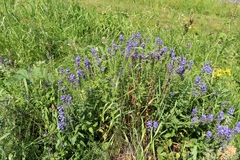 Veronica teucrium