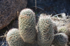 Mammillaria dioica