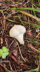 Lycoperdon perlatum