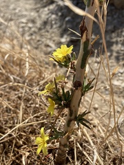 Lactuca viminea