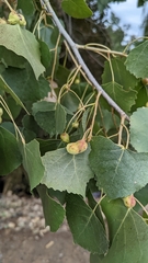 Pemphigus obesinymphae