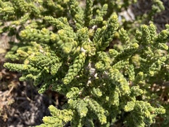 Thymelaea hirsuta