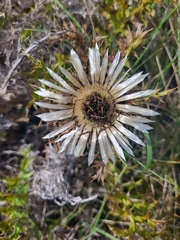 Carlina acaulis