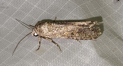 Spodoptera exigua