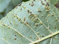 Aceria erinea