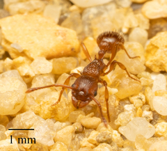 Myrmica