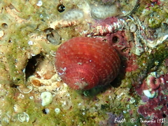 Clanculus corallinus