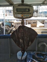 Pteroplatytrygon violacea