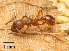 Myrmica