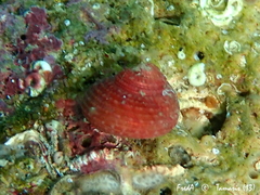 Clanculus corallinus