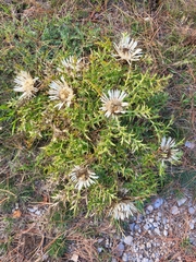 Carlina acaulis