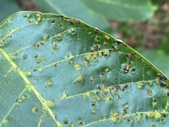 Aceria erinea