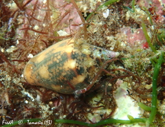 Columbella rustica
