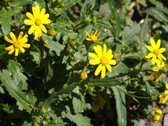 Senecio leucanthemifolius
