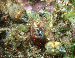 Columbella rustica