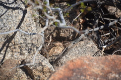 Aspidoscelis tigris tigris