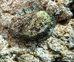 Haliotis tuberculata