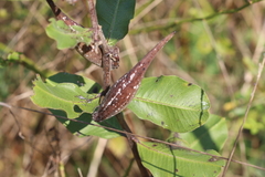 Asclepias viridiflora