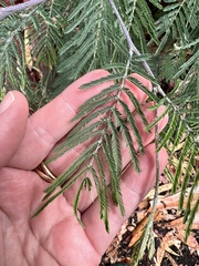 Acacia dealbata