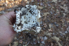 Russula brevipes acrior