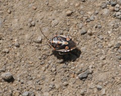 Bagrada hilaris