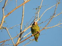Amazona albifrons