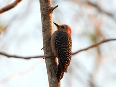 Melanerpes pygmaeus