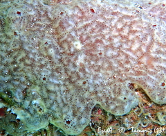 Polysyncraton lacazei