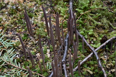 Alloclavaria purpurea