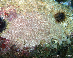 Polysyncraton lacazei