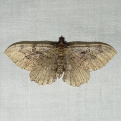 Rheumaptera meadii