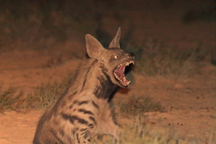 Hyaena hyaena