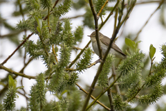 Phylloscopus trochilus