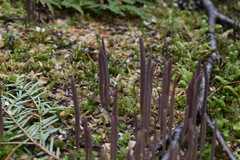 Alloclavaria purpurea