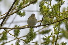 Phylloscopus trochilus