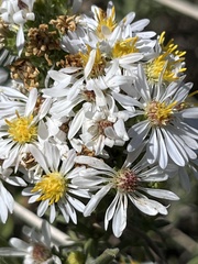 Symphyotrichum falcatum