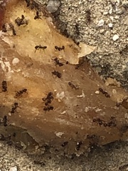 Tetramorium immigrans