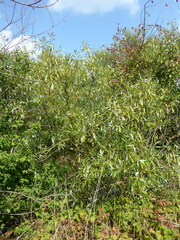 Salix × fragilis