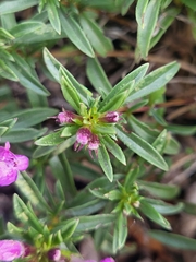 Satureja subspicata