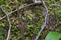 Alloclavaria purpurea