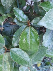 Elaeagnus