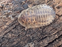 Blaberidae