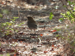 Catharus fuscescens