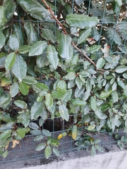 Elaeagnus